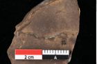 Foto (Detailansicht) von Glyptostrobus europaeus Brongniart (NHMW-GEO-2024-0188-0152)